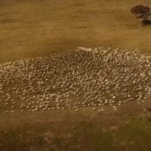Чтобы отдать дань уважения покойной тёте, фермер нарисовал на земле сердце из овец