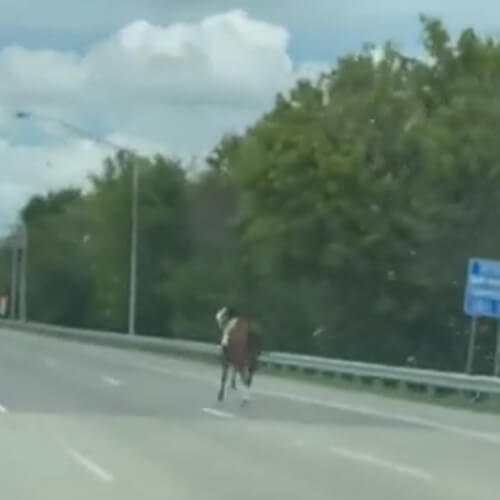Скаковая лошадь показала свои умения не на ипподроме, а на автомобильной трассе