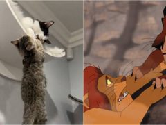 Кошки разыграли классическую сценку из «Короля льва»