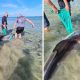 Спасатели помогли дельфину, очутившемуся на мелководье