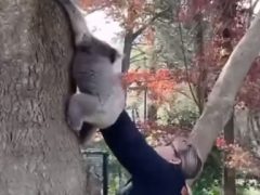 Упавший с дерева детёныш коалы воссоединился с мамой