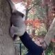Упавший с дерева детёныш коалы воссоединился с мамой