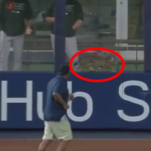 Кошка прибежала на стадион и отвлекла внимание зрителей от бейсболистов