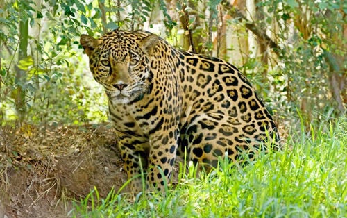 Посетительница зоопарка хотела полюбоваться на ягуаров, но испытала лишь огорчение