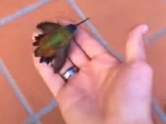 Неравнодушный мужчина помог колибри насытиться нектаром