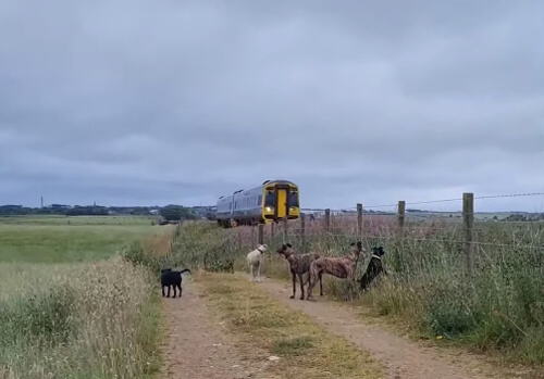 Собака вознамерилась обогнать поезд