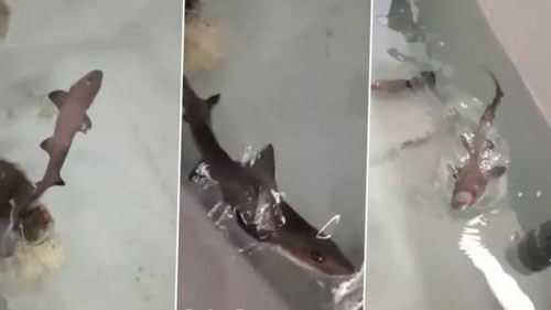 Чудесный детёныш акулы появился на свет без участия папы