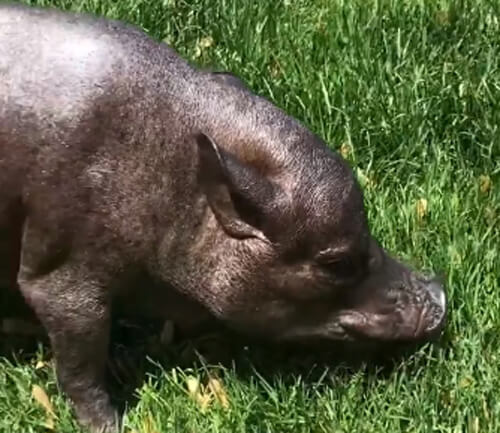 Свинья, которой исполнилось 23 года, признана самой старой в мире