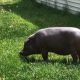 Свинья, которой исполнилось 23 года, признана самой старой в мире