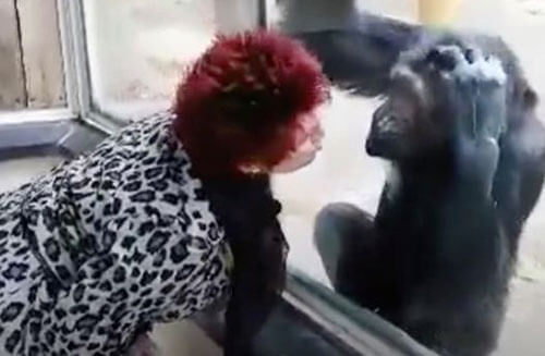 Посетительницу зоопарка не пускают к шимпанзе, с которым у неё возникла близкая дружба