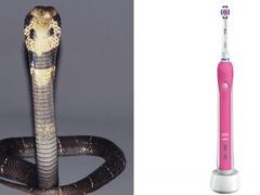 Змееловы, спасавшие женщину от кобры, в итоге спасли её от зубной щётки