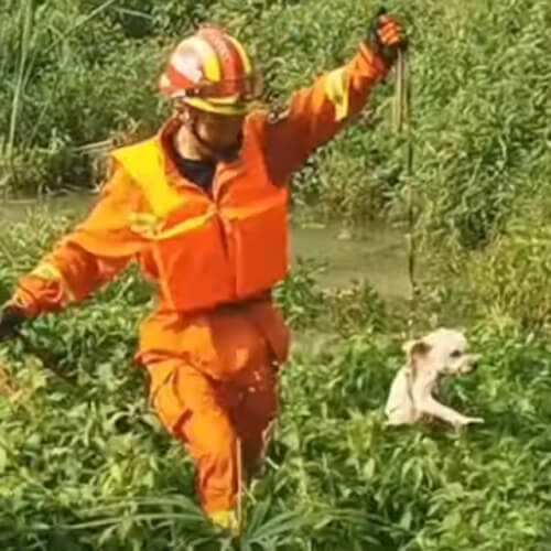 Пожарные не бросили в беде собаку, оказавшуюся посреди реки