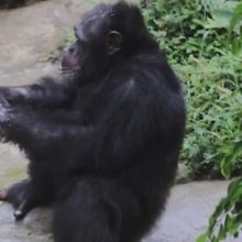Шимпанзе накрепко усвоил, как важно держать руки в чистоте