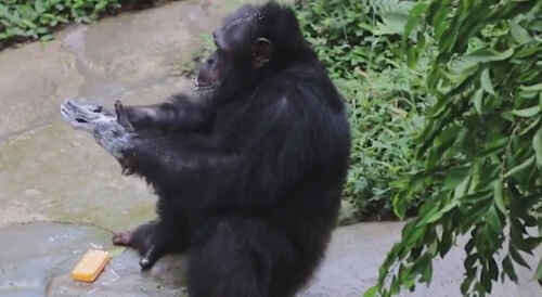 Шимпанзе накрепко усвоил, как важно держать руки в чистоте