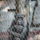 Посетительницу зоопарка не пускают к шимпанзе, с которым у неё возникла близкая дружба