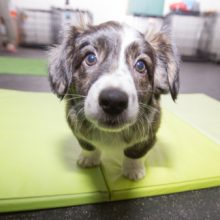 «Доктор, что это на моей собаке выросло?»: истории из практики ветеринаров