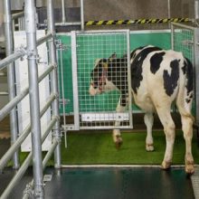 Исследователи приучают коров ходить в туалет в специально отведённых местах