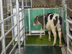Исследователи приучают коров ходить в туалет в специально отведённых местах