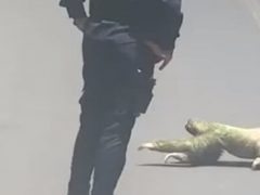 Ленивец переполз через дорогу под присмотром бдительных полицейских