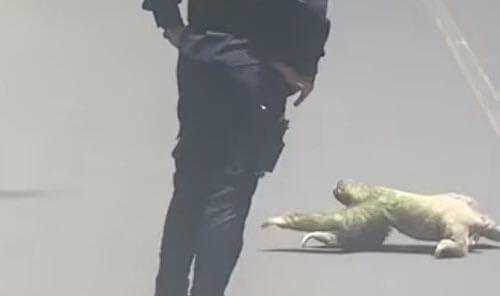 Ленивец переполз через дорогу под присмотром бдительных полицейских