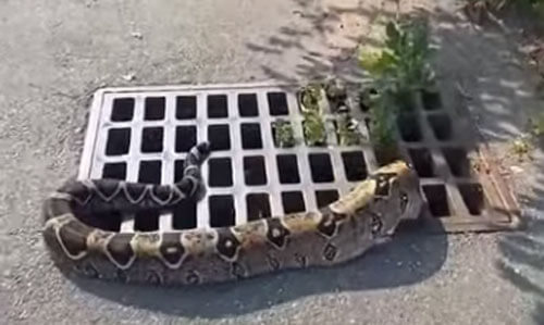 Крупная змея проскользнула в ливневую канализацию, но была оттуда спасена