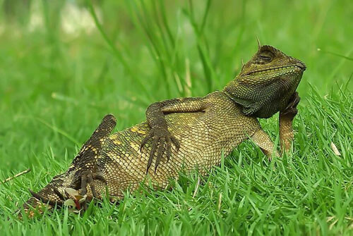 Фотограф доказал, что рептилии не менее интересны, чем другие животные