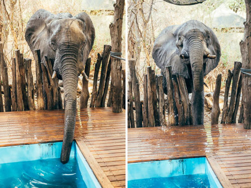 Слон, испытывавший жажду, напился из бассейна