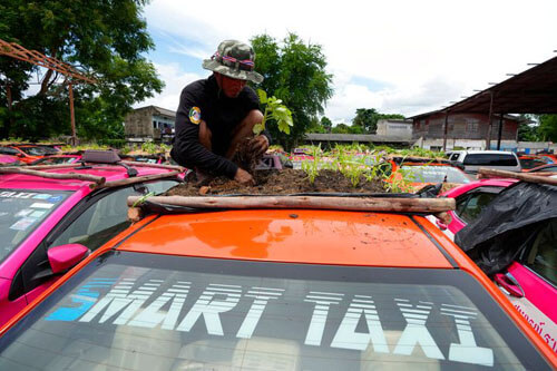 Таксисты превратили крыши автомобилей в огороды