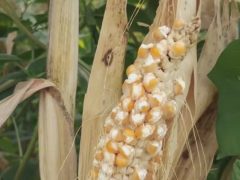 Из-за жаркой погоды кукуруза в поле превращается в попкорн