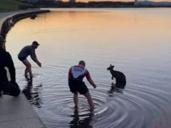 Испуганного кенгуру, застрявшего в озере, вынесли из воды на ручках