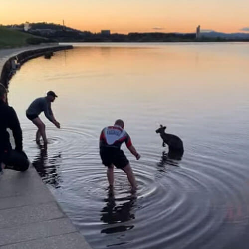 Испуганного кенгуру, застрявшего в озере, вынесли из воды на ручках