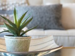 «Алоэ – в спальню, фикус – в гостиную»: эксперты назвали самые полезные для здоровья комнатные растения