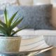 «Алоэ – в спальню, фикус – в гостиную»: эксперты назвали самые полезные для здоровья комнатные растения