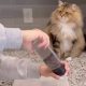 Любопытный кот стал самым пушистым шеф-поваром в мире