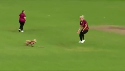Собака не только прервала игру в крикет, но и украла мяч