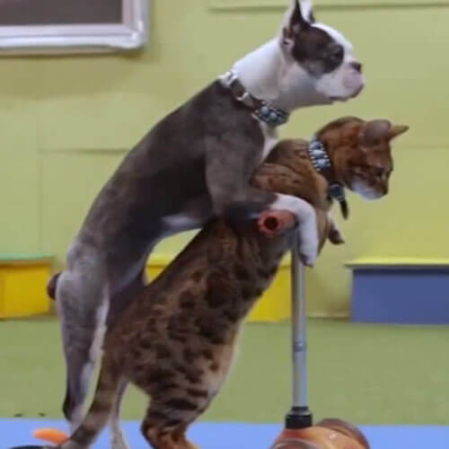 Кошка с собакой прокатились на самокате и установили мировой рекорд