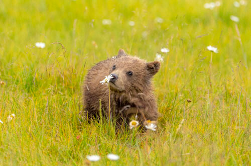 Медвежонок оказался не прочь внимательно исследовать цветочки в поле