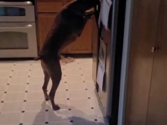 Чтобы утолить жажду, умному псу нужна не миска с водой, а холодильник