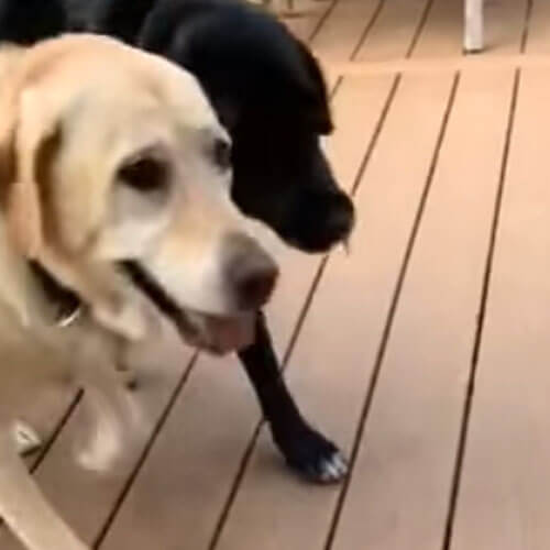 Собакам не важен размер палки, за которой они гоняются