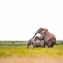 Снимая слонов, фотограф запечатлел неприличную сценку с элементами подглядывания