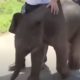 Слонёнка, которого бросили родственники, отправили в спасательный центр