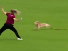 Собака не только прервала игру в крикет, но и украла мяч
