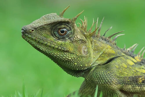 Фотограф доказал, что рептилии не менее интересны, чем другие животные