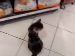 Кот научился ходить в магазин и выпрашивать у покупателей вкусные подношения