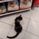 Кот научился ходить в магазин и выпрашивать у покупателей вкусные подношения