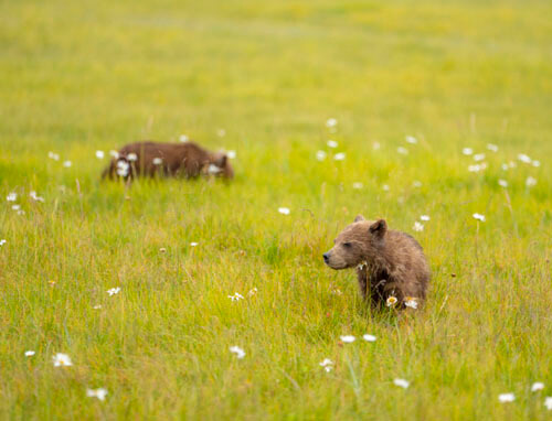 Медвежонок оказался не прочь внимательно исследовать цветочки в поле