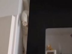 Кошка знает, как эффектнее всего спуститься со шкафа