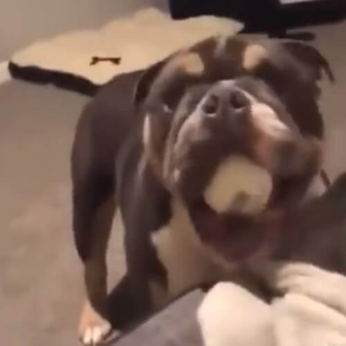 Собака научилась мастерски плеваться мячиками