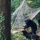Попытавшись покачаться в гамаке, медвежата выяснили, что он может перевернуться