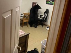 Медведь, пробравшийся в дом, испортил компьютерный монитор